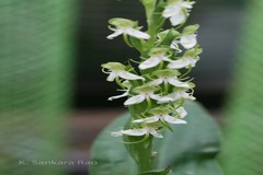 Habenaria gibsonii